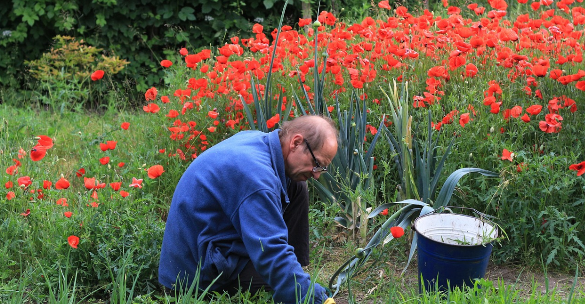 Man weeding